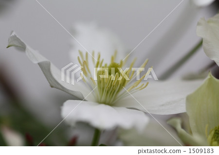 蒙大納 鐵線蓮 開花 1509183