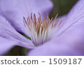 clematis, abloom, bloom 1509187