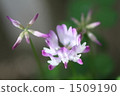 abloom, bloom, blooming 1509190
