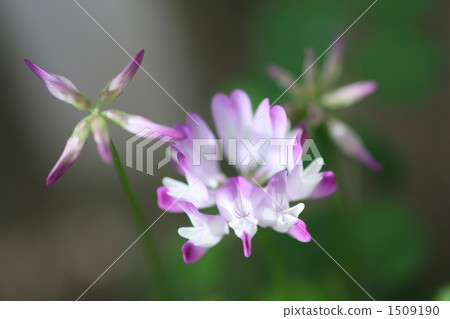 開花 花 開花的 1509190