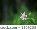 rosy lily, lily, bloom 1509208