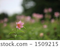 rosy lily, lily, pink 1509215