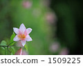 rosy lily, lily, pink 1509225