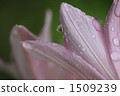 Lily Fish 1509239