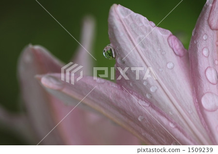 Lily Fish 1509239