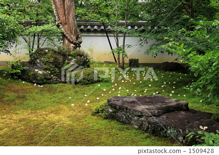 Saruwa Saruwa 1509428