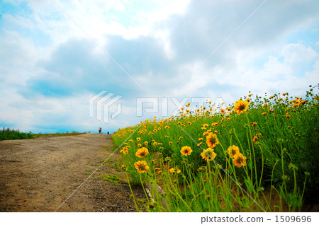 黃花秋櫻 硫磺菊 直路 1509696