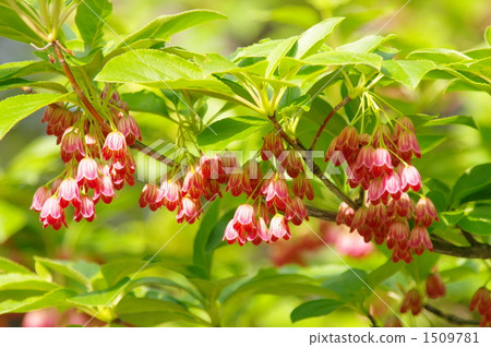 加賀燈塔 加賀燈塔 1509781