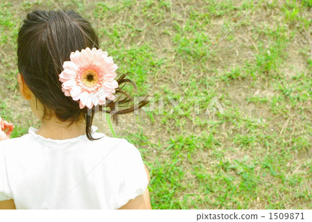 gerbera, gerberas, back view 1509871