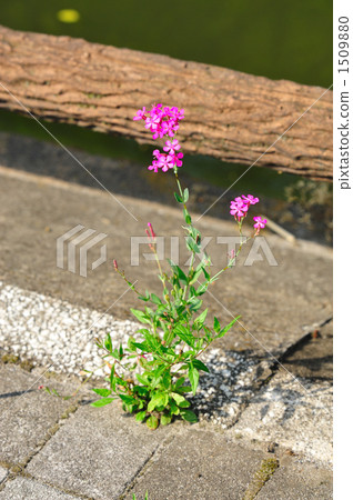 臭蟲在他們旁邊綻放 1509880