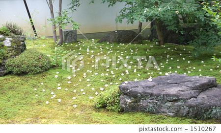 苔園 紅山紫莖 娑羅樹 1510267