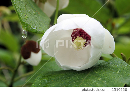 Celestial flower 1510338