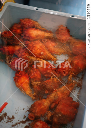 ascidian, aquarium, debt collection 1510559