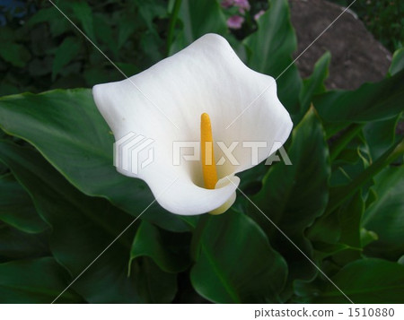 calla lily, color, bloom 1510880