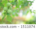 Plum fruit 1511074