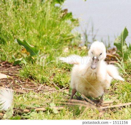 A young bird walking to the right A young bird walking to the right 1511156