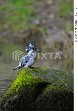 冠魚狗 日本巴閥河 足助 1511299