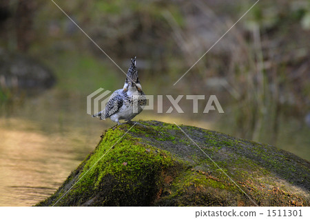 crested kingfisher, tomoe river, asuke 1511301