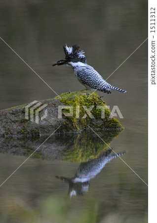 crested kingfisher, tomoe river, asuke 1511312