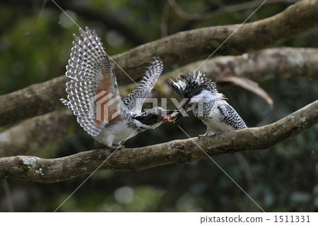 crested kingfisher, tomoe river, asuke 1511331