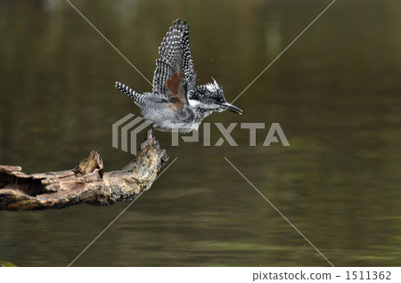 冠魚狗 日本巴閥河 矢作川 1511362
