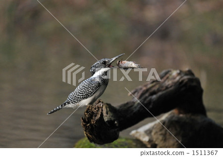 冠魚狗 日本巴閥河 矢作川 1511367