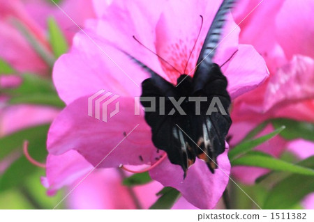 燕尾喝蜂蜜 1511382