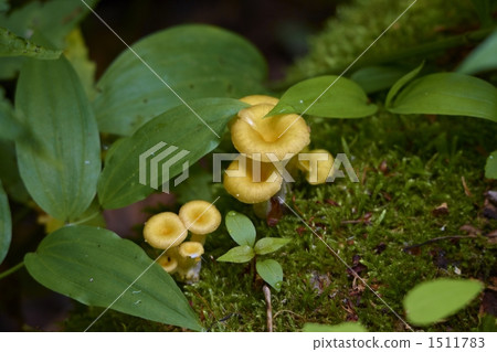 羊肚菌 蘑菇 苔蘚 1511783