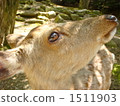 Deer expression deer upskin 1511903