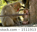 Parent and child of monkey 1511913