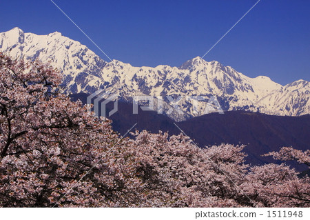 櫻花盛開！春天北阿爾卑斯山 1511948