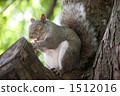 Delicious meal of squirrel 1512016