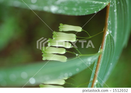Narco Lily 4 Narco Lily 4 1512032