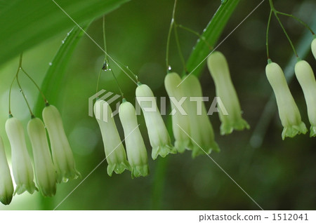 Narco Lily 2 Narco Lily 2 1512041
