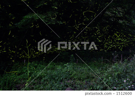 日本的螢火蟲 螢火蟲 發光 1512600