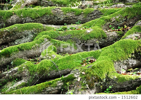 苔蘚覆蓋Kusunoki的根 1512602