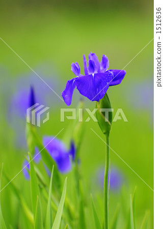 燕子花 花朵 花 1512636