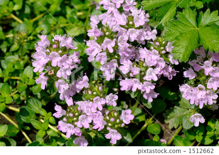 Ibuki muskou 1512662