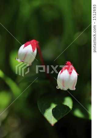 高山植物 高山地帶 灌木 1512693