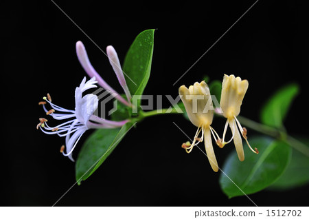 日本金銀花 花朵 花 1512702