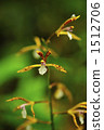 野生蘭花 野花 野草 1512706