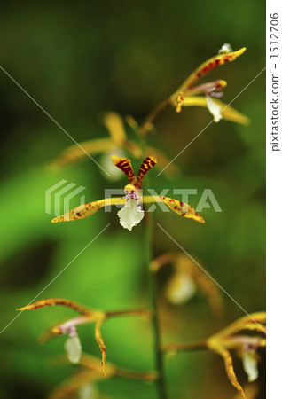 野生蘭花 野花 野草 1512706