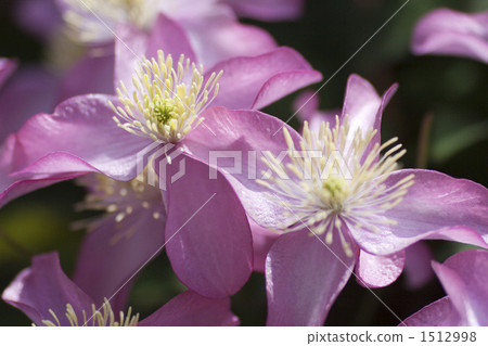 Clematis 1512998