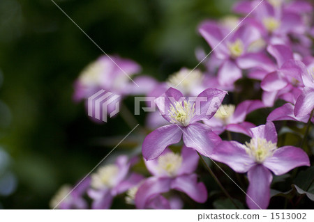 威靈仙 威靈仙 1513002