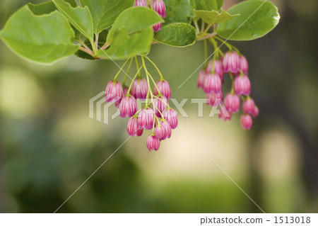 Salasa Doudin 1513018