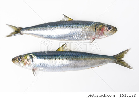 sardine, japanese pilchard, saltwater fish 1513188