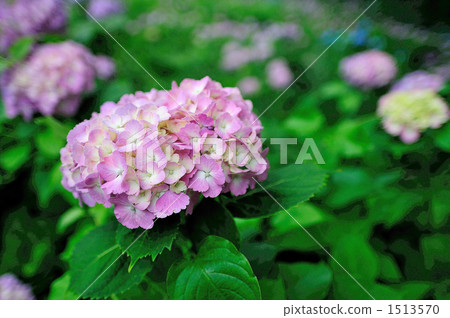 Hydrangea Hydrangea 1513570