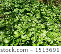Wasabi 1513691