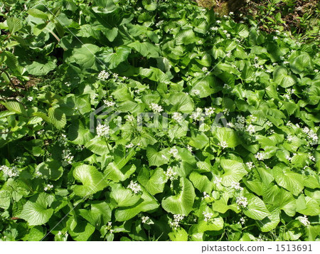 Wasabi 1513691
