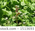 Wasabi and Itadori 1513693